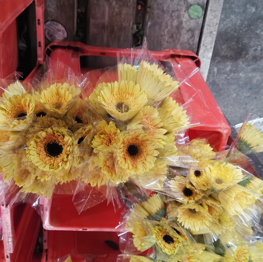 非洲菊